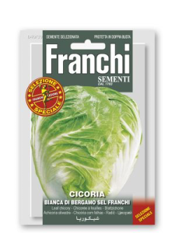 CICORIA BIANCA DI BERGAMO SEL. FRANCHI