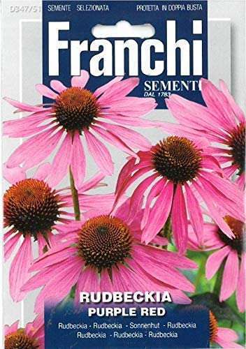 RUDBECKIA PURLPLE RED - Image 2