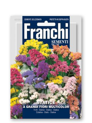 STATICE A GRANDI FIORI MULTICOLOR
