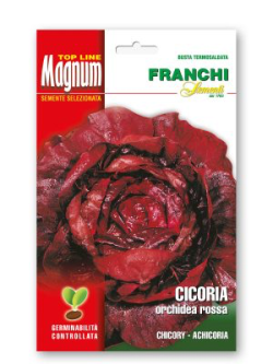 CICORIA ORCHIDEA ROSSA