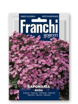 SAPONARIA ROSA
