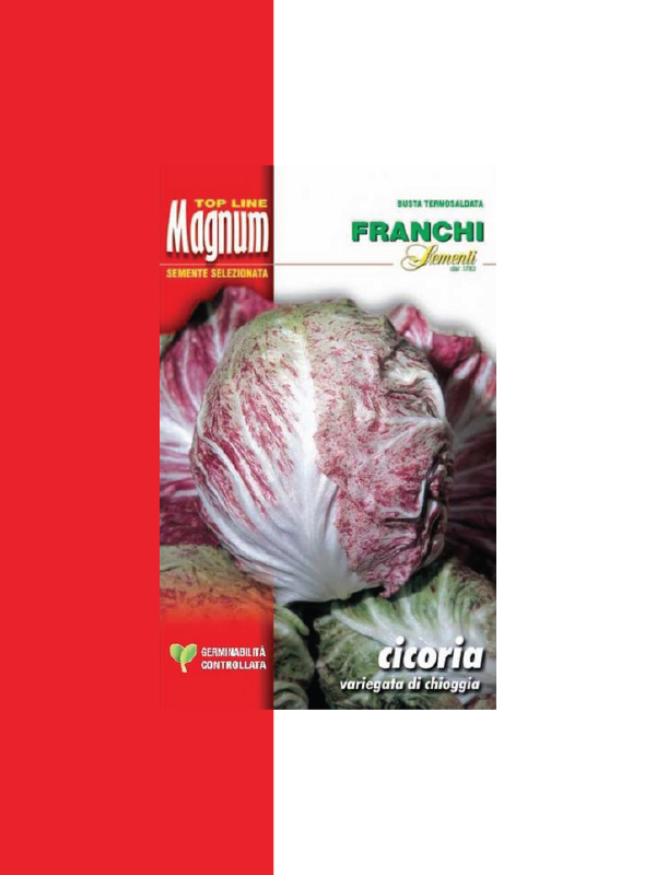 CICORIA VARIEGATA DI CHIOGGIA