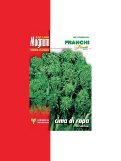 CIMA DI RAPA SESSANTINA