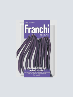 FAGIOLO NANO PURPLE KING