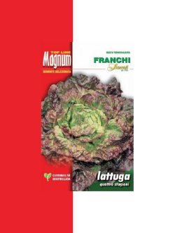 LATTUGA QUATTRO STAGIONI