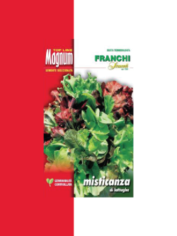 MISTICANZA DI LATTUGHE