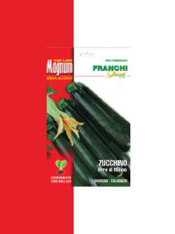 ZUCCHINO NERO DI MILANO