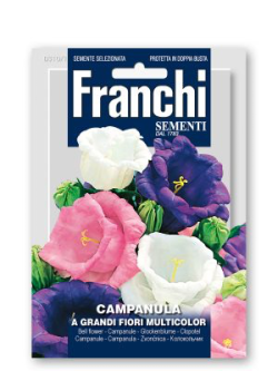 CAMPANULA A GRANDI FIORI MULTICOLOR