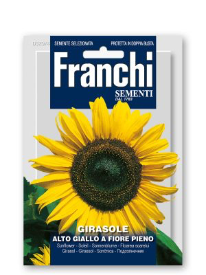 GIRASOLE ALTO GIALLO A FIORE PIENO