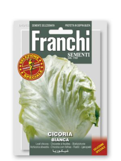 CICORIA BIANCA