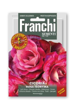 CICORIA ROSA ISONTINA