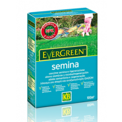 EVERGREEN SEMINA