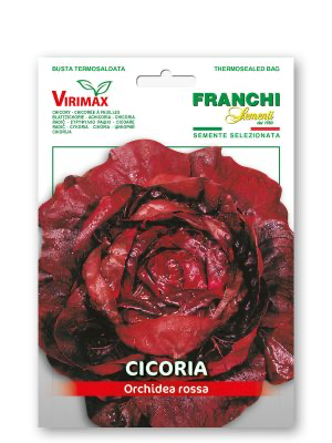 CICORIA ORCHIDEA ROSSA