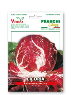 CICORIA PALLA ROSSA PRECOCE