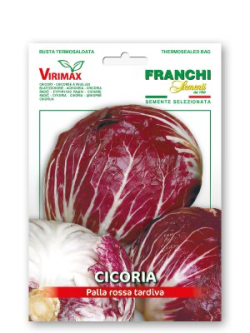 CICORIA PALLA ROSSA TARDIVA