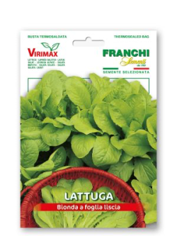 CICORIA DA TAGLIO BIONDA A FOGLIE LARGHE
