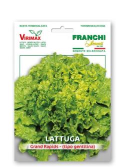 LATTUGA GRAND RAPIDS (TIPO GENTILINA)