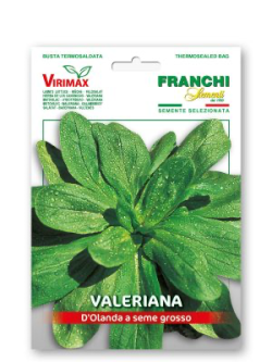 VALERIANA O OLANDA A SEME GROSSO