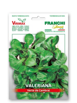 VALERIANA VERTE DEI CAMBRAI