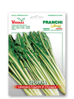 CICORIA CATALOGNA GIGANTE DI CHIOGGIA