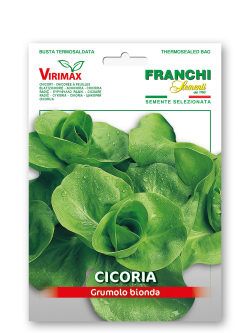 CICORIA GRUMOLO BIONDA