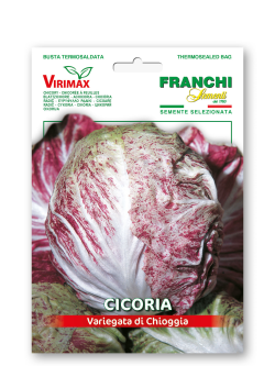 CICORIA VARIEGATA DI CHIOGGIA