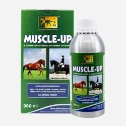 Muscle Up