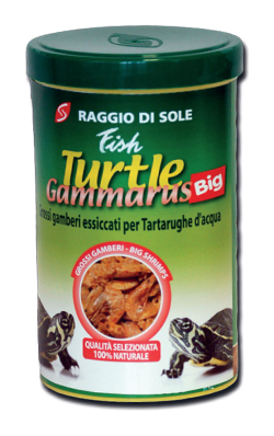 Raggio di Sole Fish Turtle gammarus Big