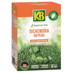 Semi per prato Dichondra Repens KB
