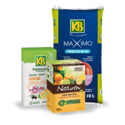 Kit Coltivazione Agrumi