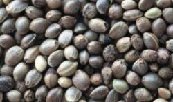 Canapuccia Libanese 1kg