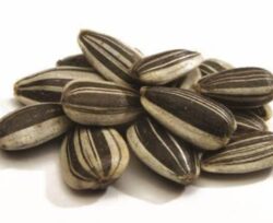 Girasole piccolo striato 1kg