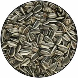 Girasole piccolo striato 12,5kg